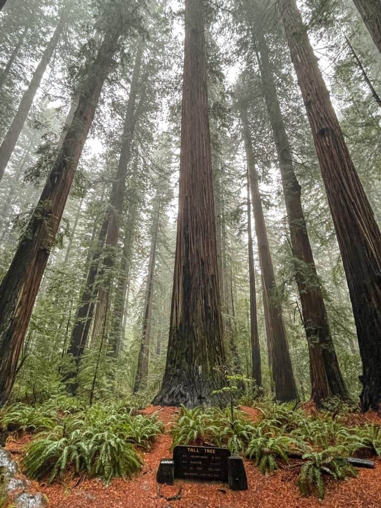 Looking up at a grove of giant redwoods clustered together.