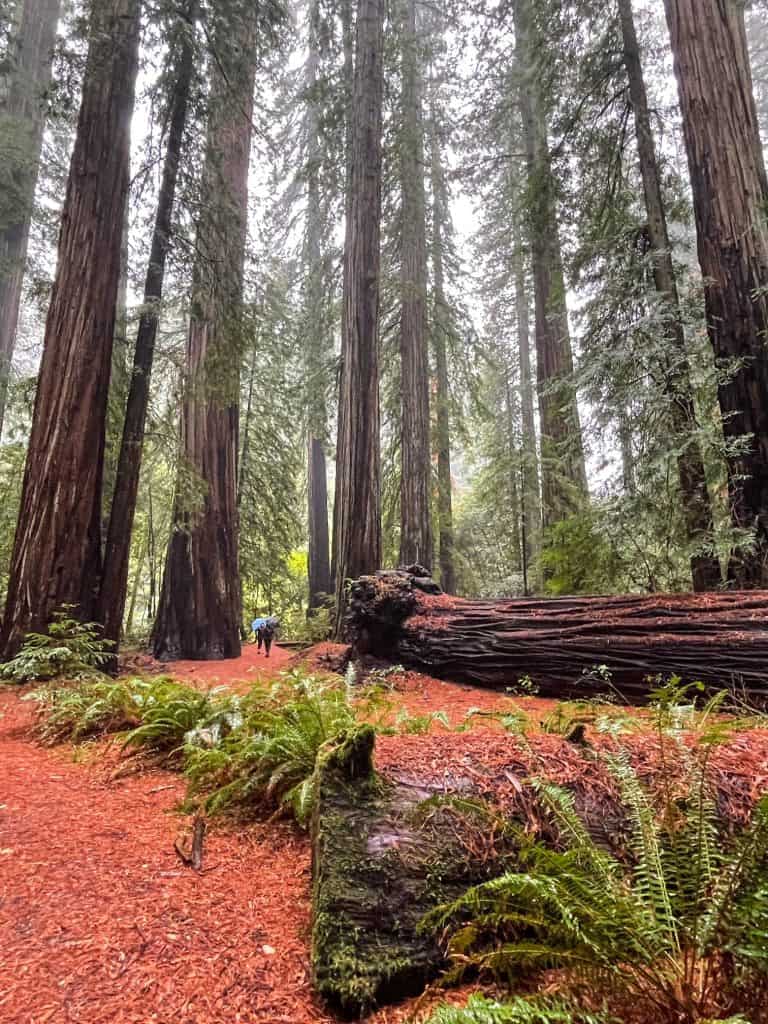 A couple walking in the distance among giant coastal redwoods look tiny in comparison.