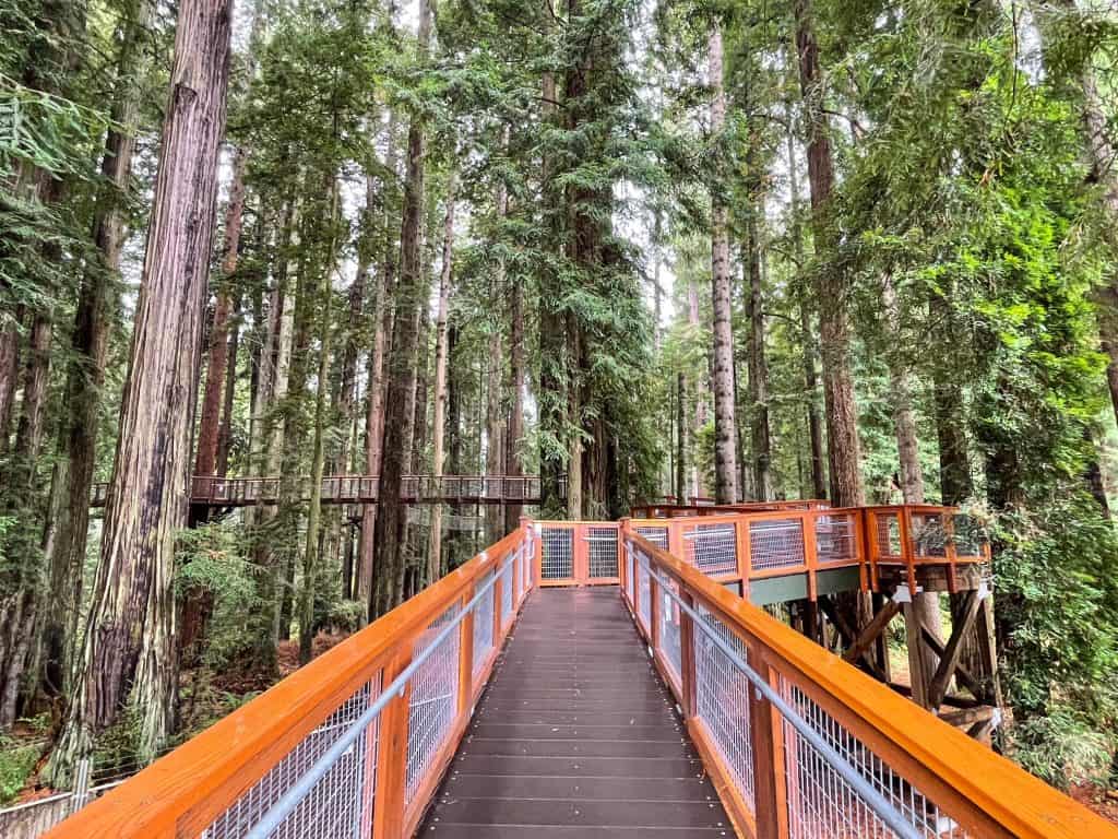 Walking up the ramp on the Skywalk with several giant redwoods.