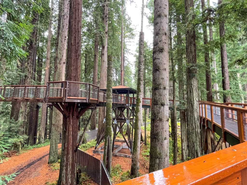 Walking on the Skywalk platforms among the redwood trees at Sequoia Park Zoo.