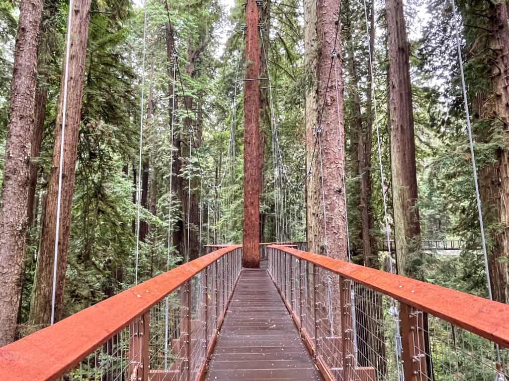 Walking on the platform bridge that is incorporated around a huge coastal redwood.