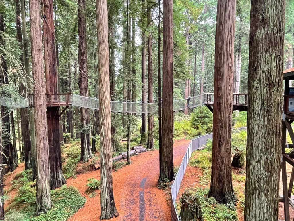 A series of adventure bridges up high among the redwoods on the Skywalk.