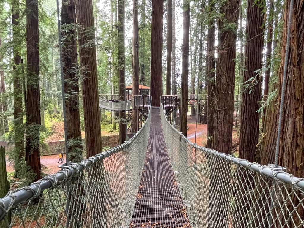 Walking across a moving rope adventure bridge between two large redwood tree platforms.