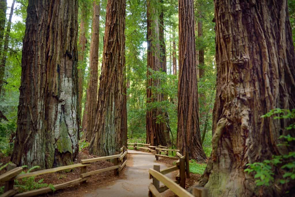 Hiking trails through giant redwoods in Muir Woods near San Francisco, California, USA.