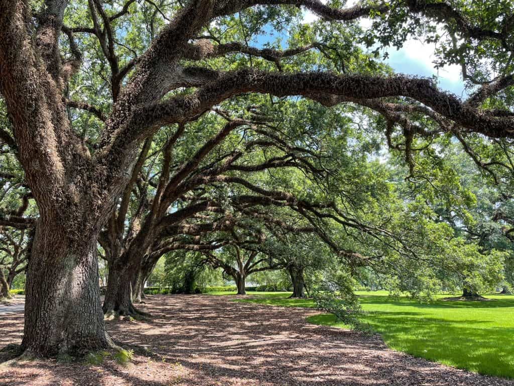Looking down the side of a row of oak trees and the curved canopy they form is beautiful.
