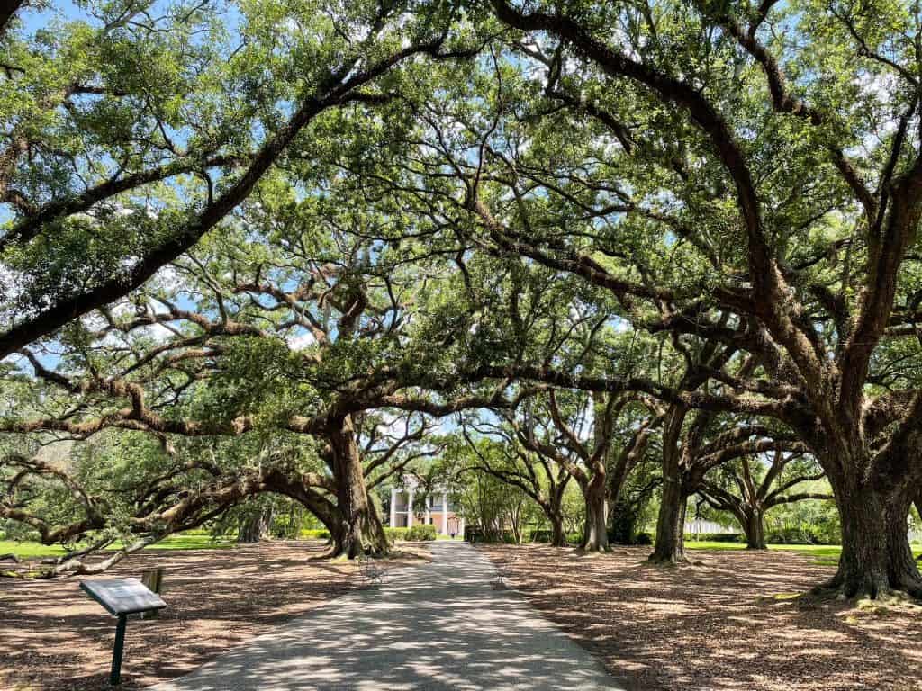 Walking up the path to the Big House through a tunnel of oak trees at Oak Alley Plantation.