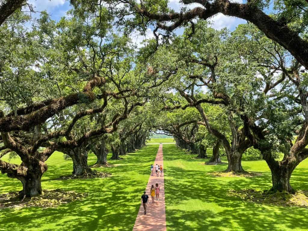 Looking down Oak Alley from the balcony of the plantation mansion.