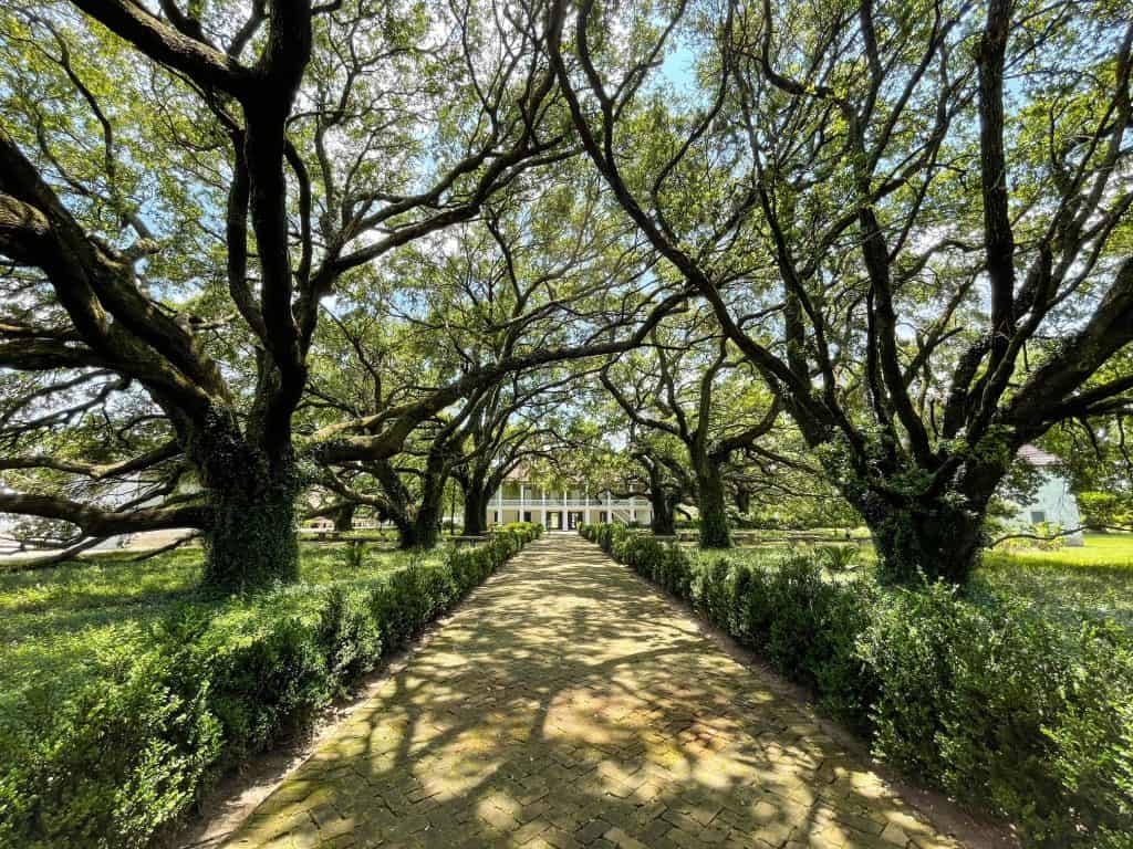 Standing at the end of a long path looking at the Big House with rows of oak trees on each side.