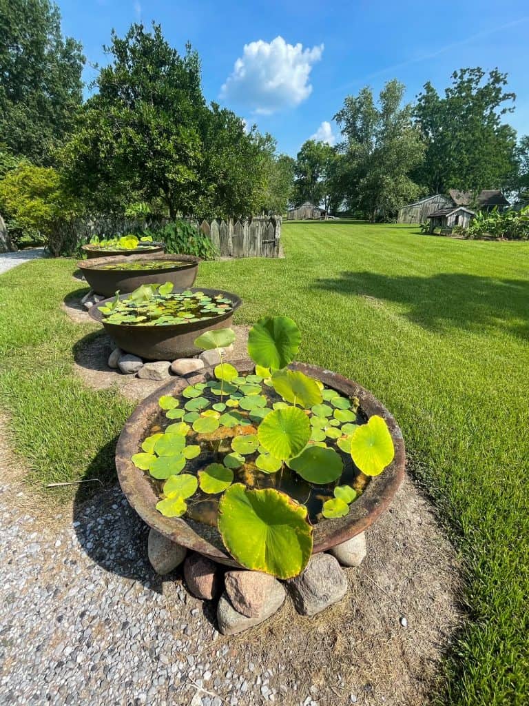 A row of large copper bowls that were used for making sugarcane now have water lilies in them at a plantation in New Orleans.