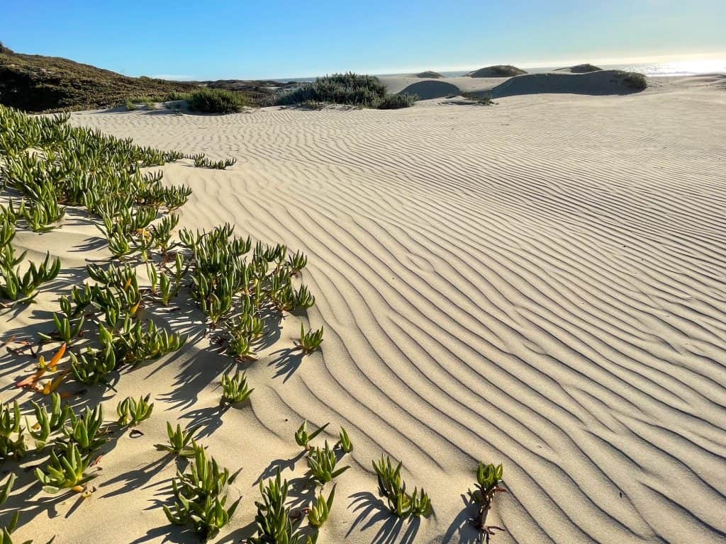 The ripples of the sand dunes with some plants on one side at the Oceano Dunes in Pismo Beach, California.