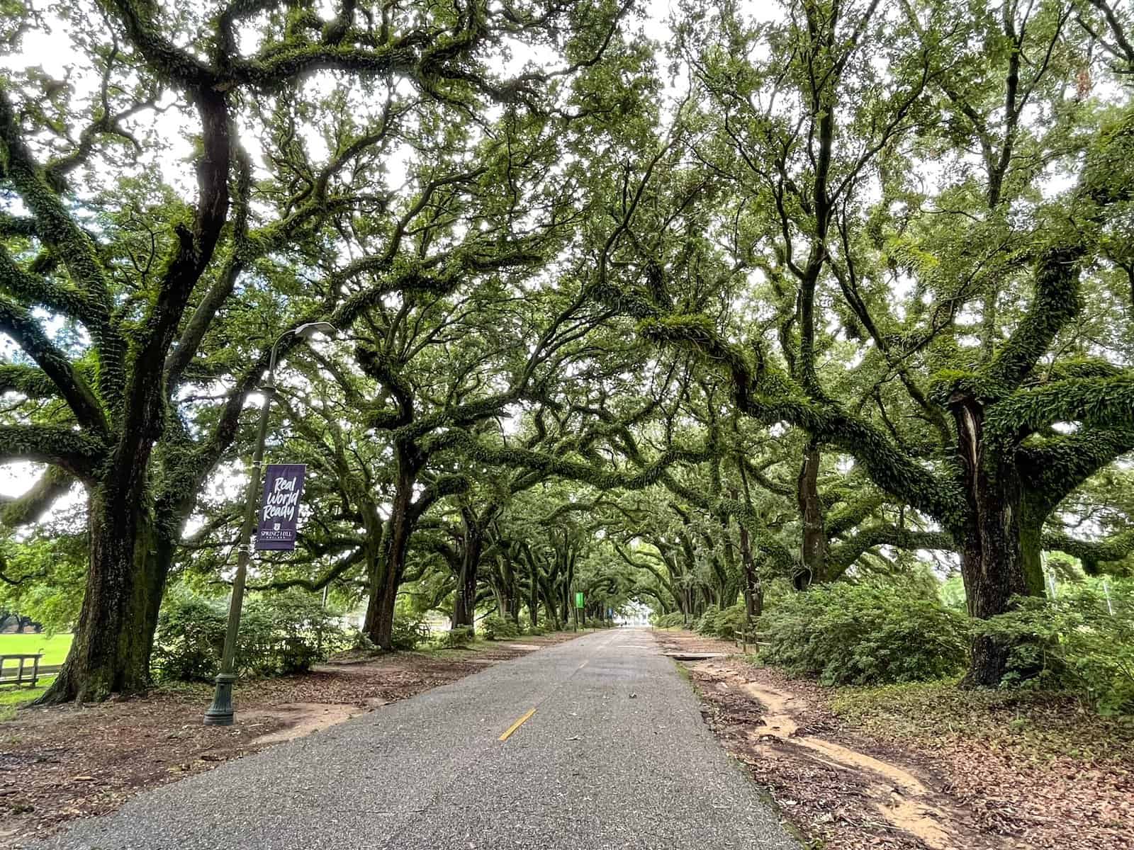 A beautiful tunnel of old oak trees in Mobile, Alabama.