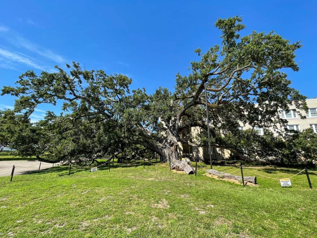 The Friendship Oak Tree that is huge but the damage from storms is evident.