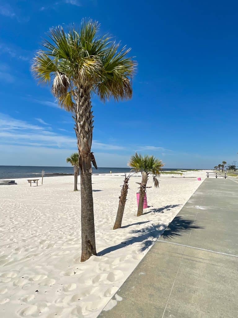 Walking along the paved path and palm trees next to the sandy Gulfport Beach.