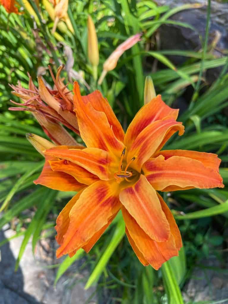 A close up view of a pretty flower in bright orange colors.