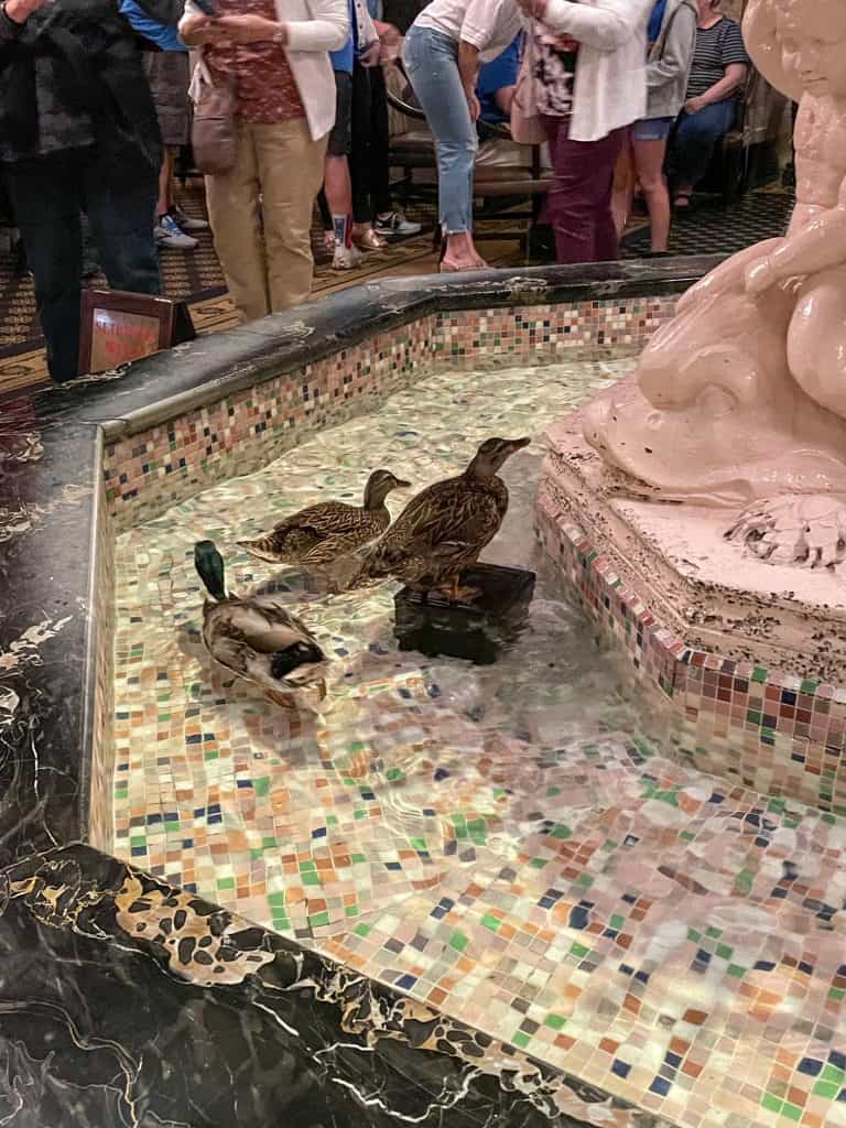 Three of the Mallard ducks swimming in the lobby fountain at the Peabody Hotel.