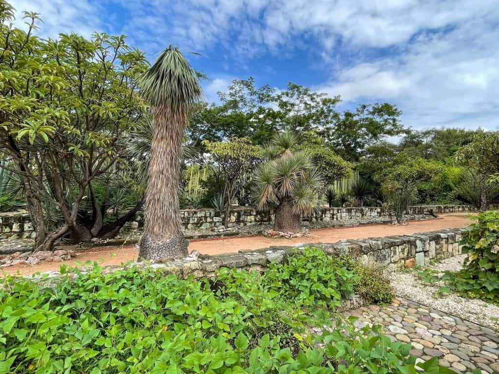 Lush plants and trees at El Jardin Etnobotanico de Oaxaca.