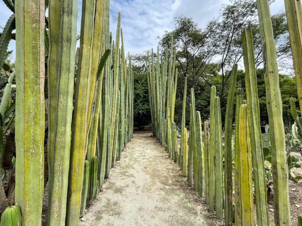 Walking between two walls of cacti on each side of a dirt path at El Jardin Etnobotanico de Oaxaca.