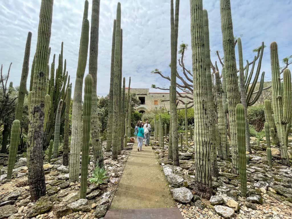 A dirt path through tall cacti at the botanical garden in Oaxaca, Mexico.