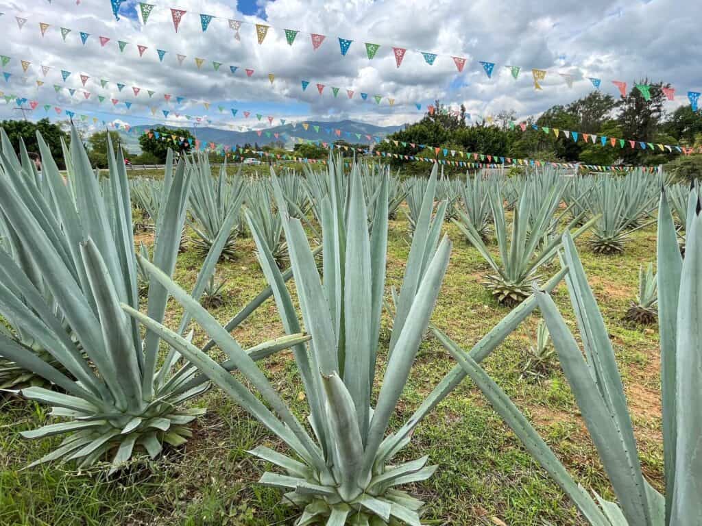 A field of agave plants of all sizes with colorful flags overhead at a mezcal distillery on a mezcal tour in Oaxaca.