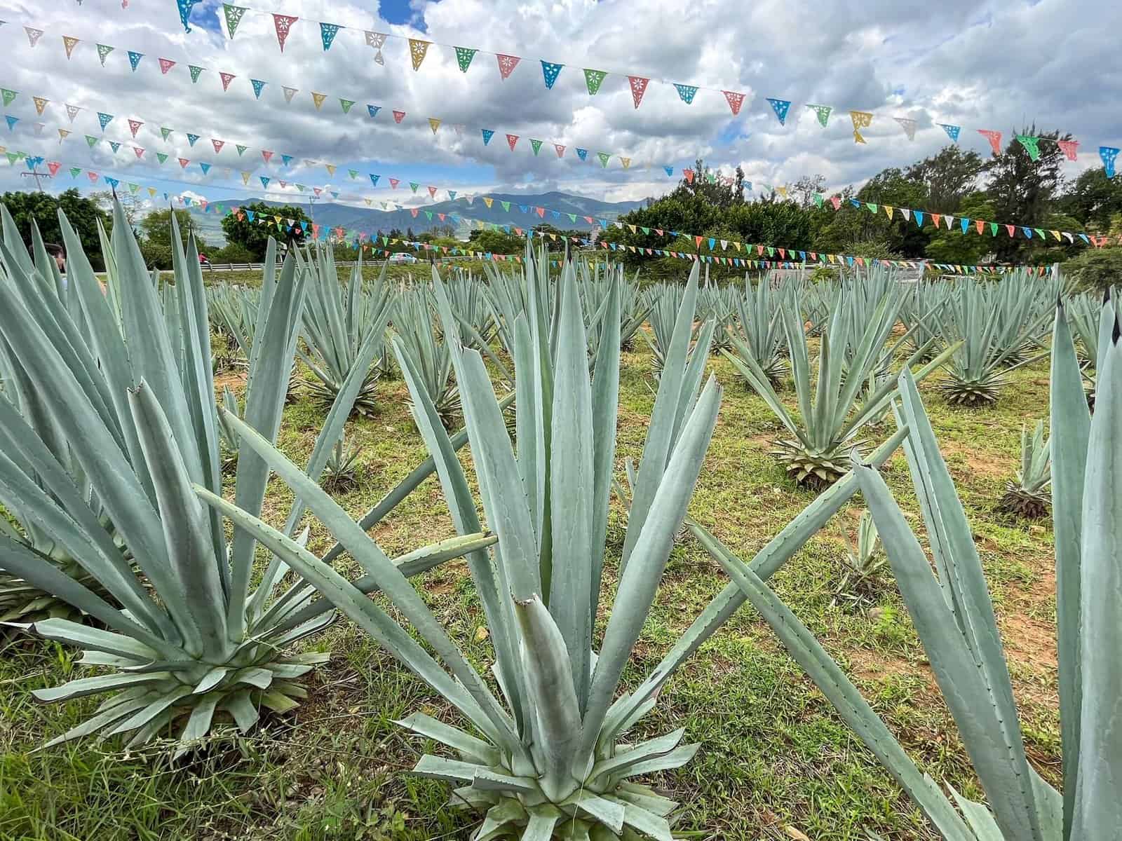 Rows of agave plants at a mezcal distillery in Oaxaca, Mexico.