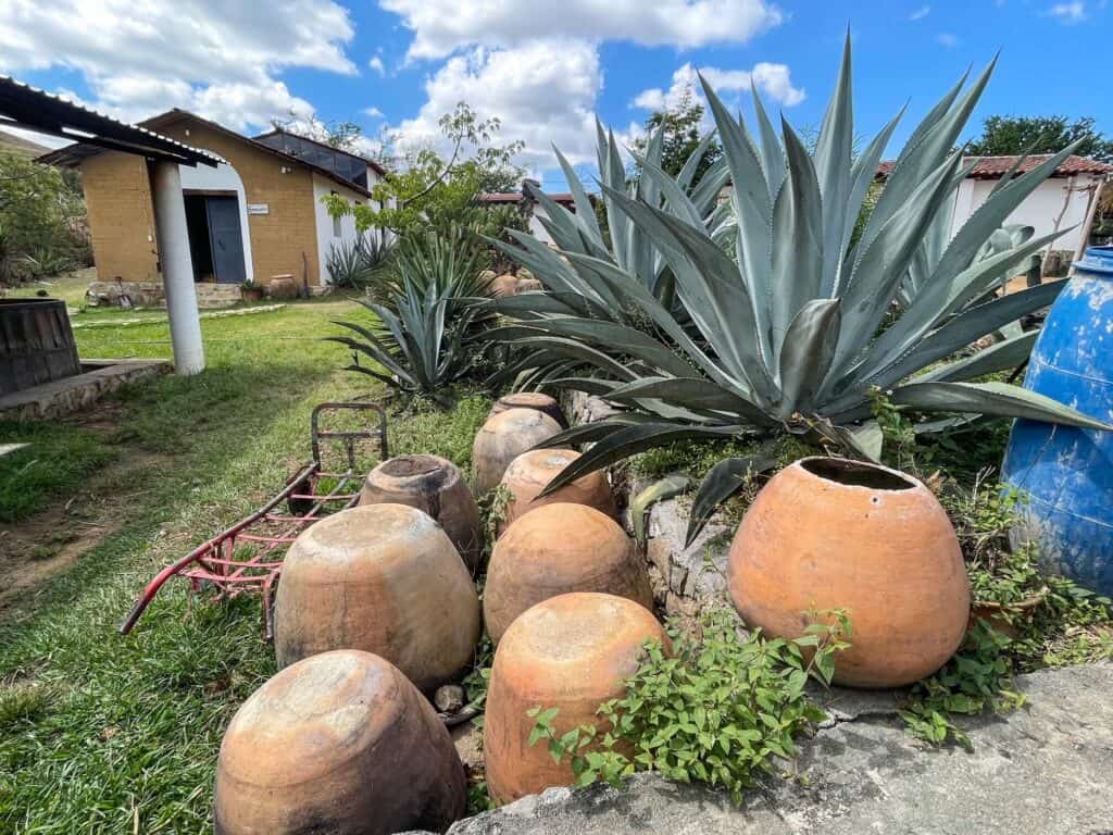 Several clay pots turned over with a few filled with large agave plants at a mezcal distillery in Oaxaca.