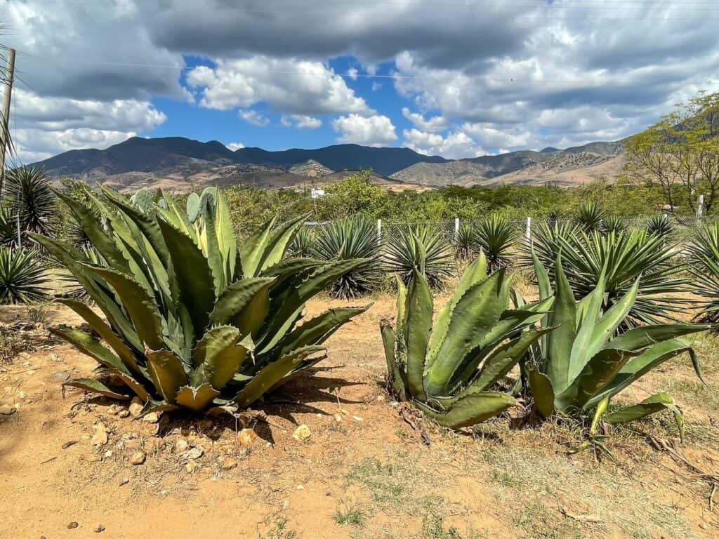 Different varietals of agave plants that will produce different tasting mezcal once distilled in Oaxaca.