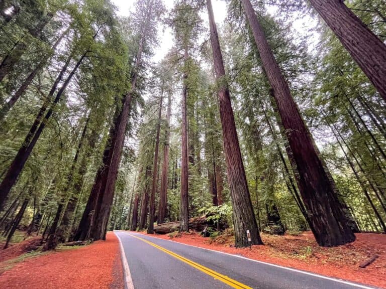 Avenue of the Giants: Best Stops To See Majestic Redwoods