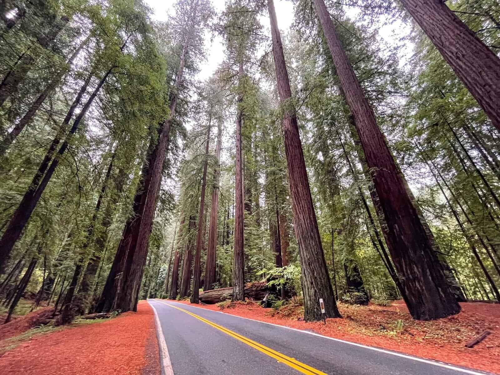 An empty road through a dense redwood tree forest on an overcast and misty day in Northern California.