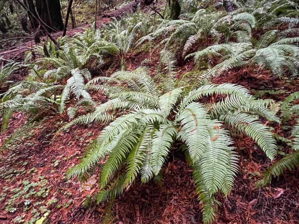 A dense cluster of green ferns along the reddish forest floor in a grove in Northern California.