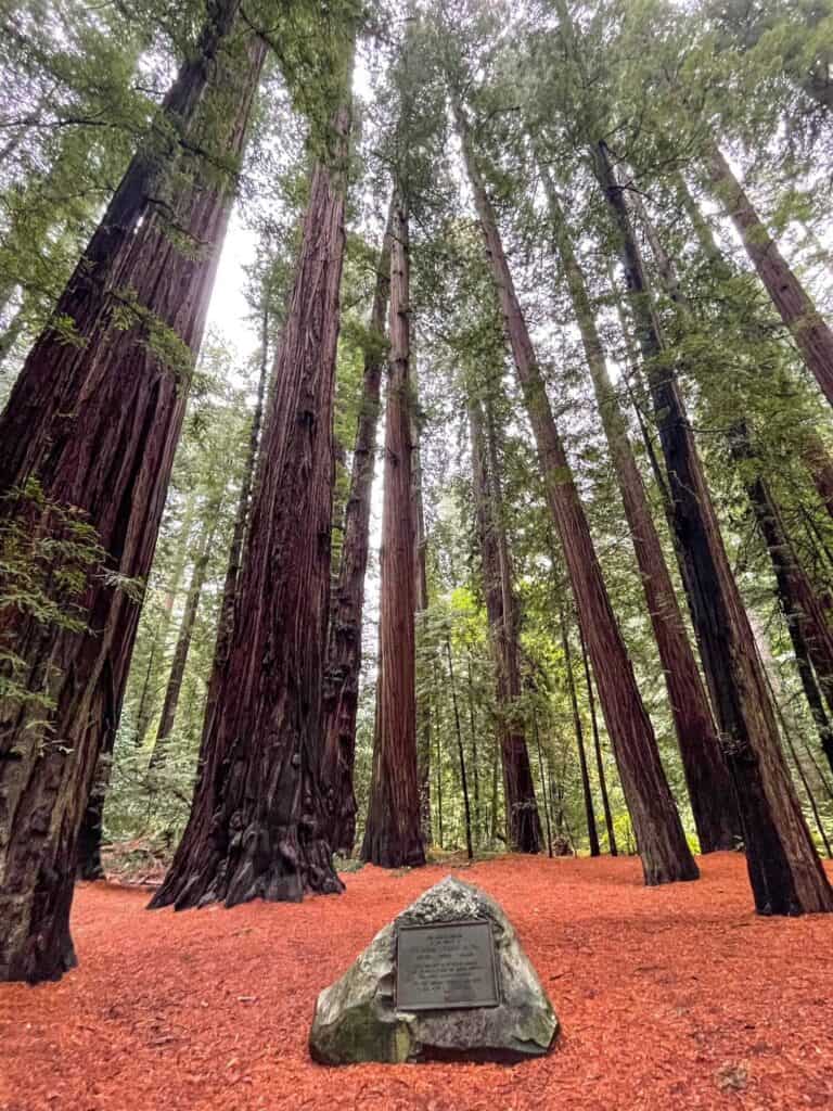 Bolling Grove stop along the Avenue of Giants with several majestic redwood trees around a stone plaque and a reddish forest floor.