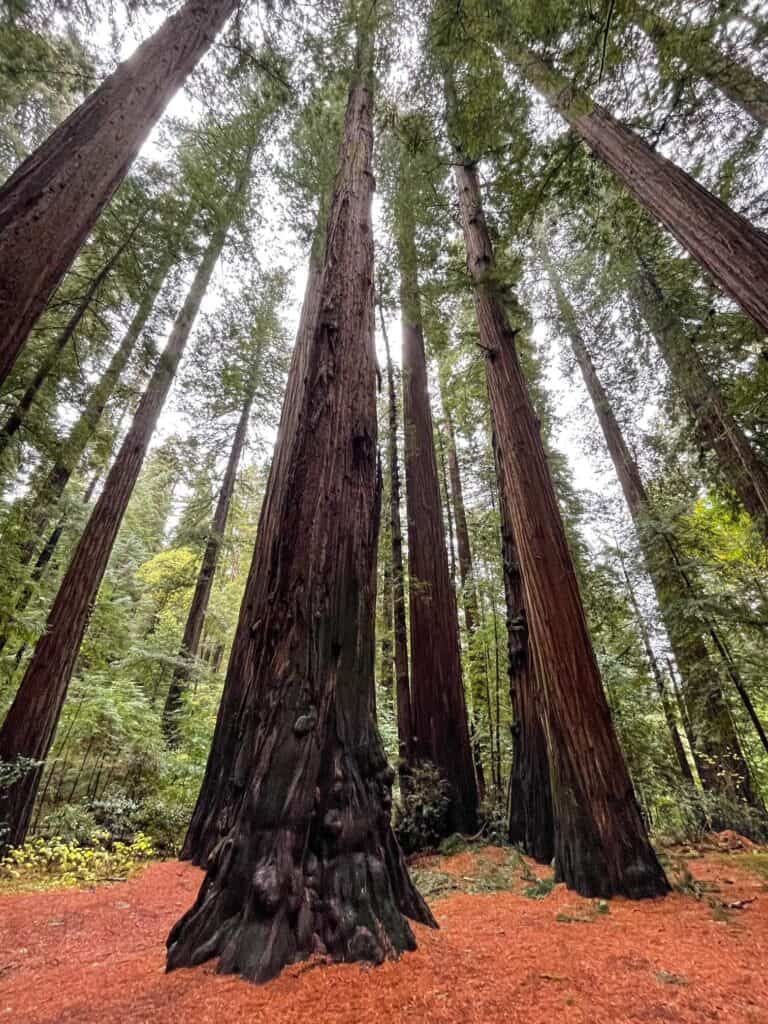 Looking up at several giant redwood trees are clustered together in a forest along the Avenue of the Giants drive.