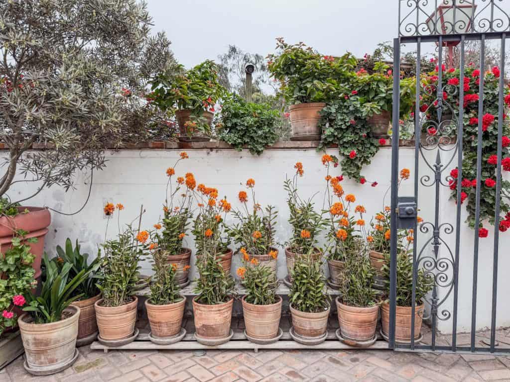 Two levels of pots with yellow orange flowers near the entrance of Larco Museum in Lima, Peru.