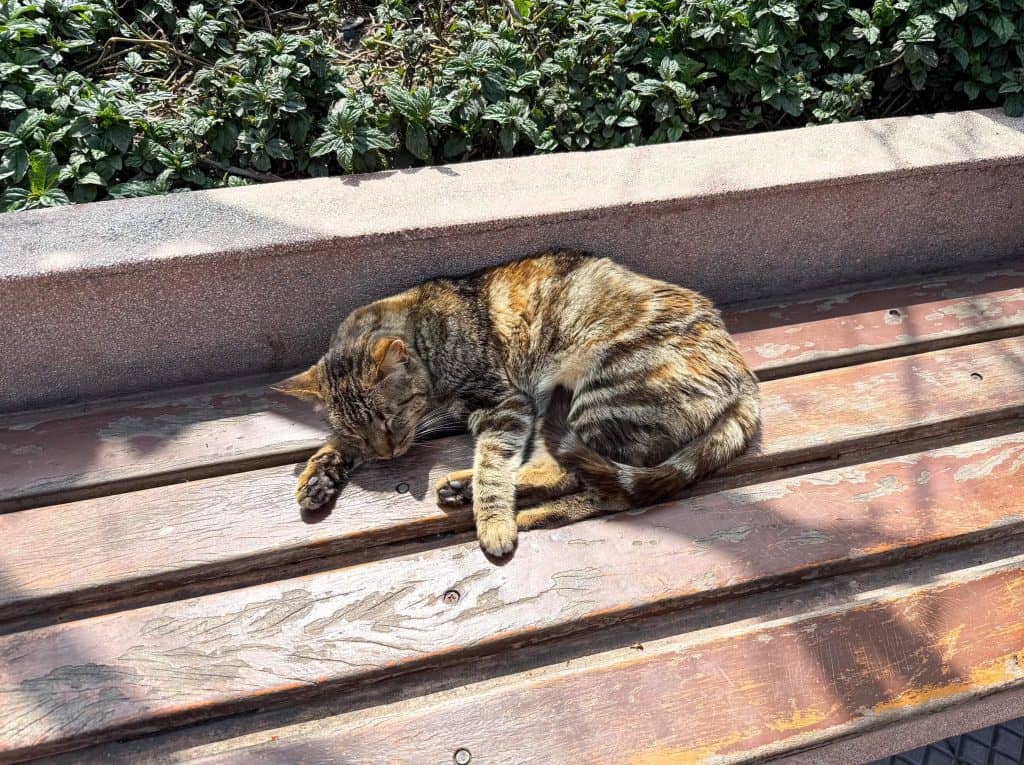 A calico cat sleeping on a bench in Kennedy Park also known as Cat Park in Lima's Miraflores neighborhood.