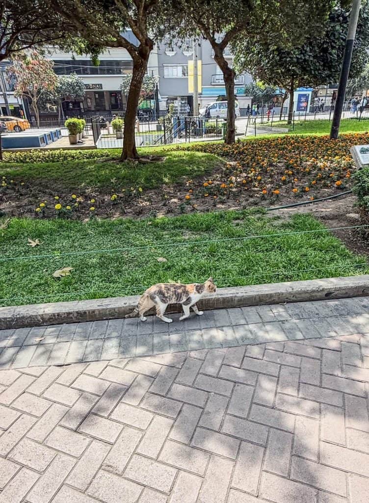 A white, gray, and orange calico cat walking on a walkway in Cat Park (Kennedy Park) in Miraflores, Lima.
