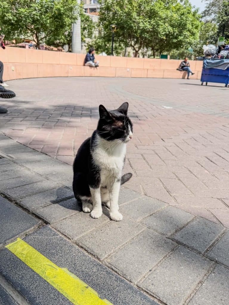 A close up view of a cute black and white cat sitting in a small square at Kennedy Park (Cat Park) in Miraflores.