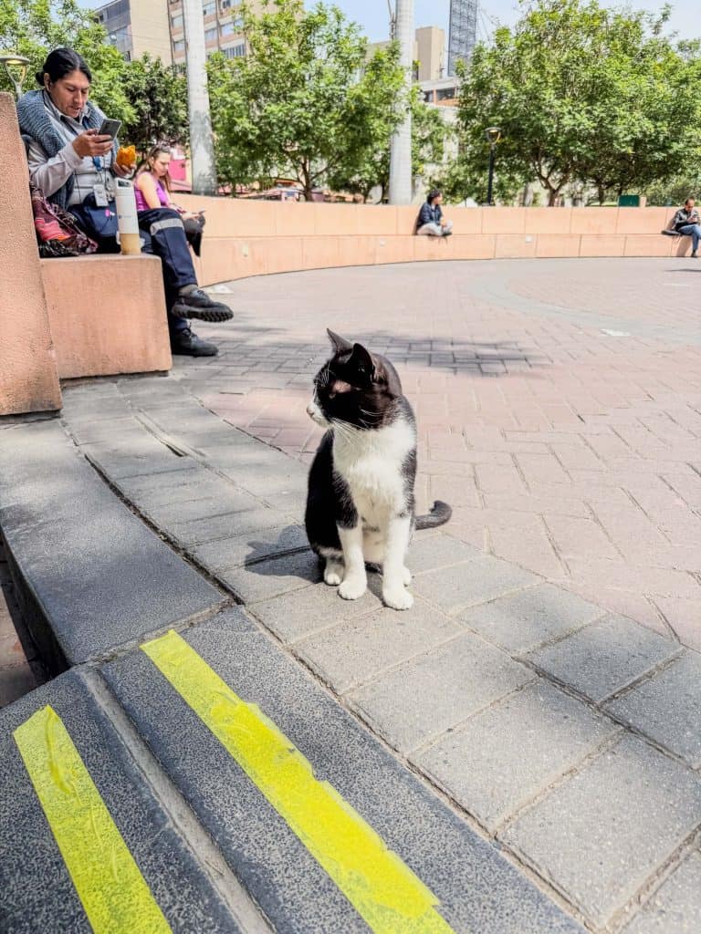A black and white cat sitting and looking at people walking by at Parque Kennedy also known as Cat Park in Lima.