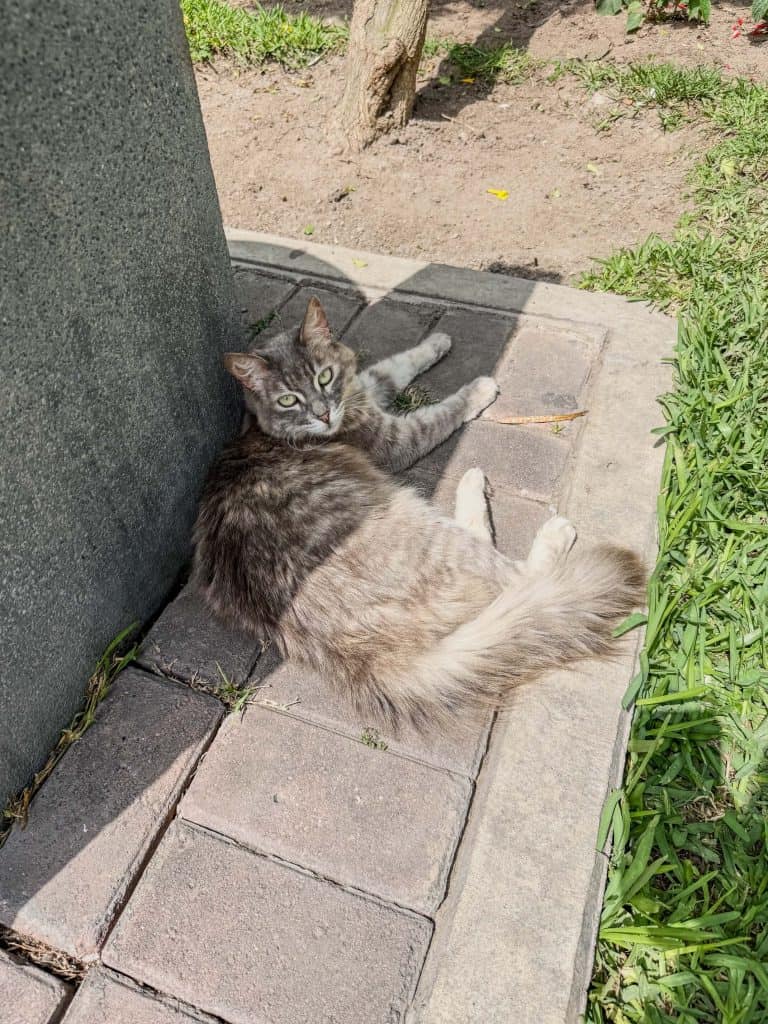 A grey, white, and black cat laying down next to a bench looking up at me at Parque Kennedy in Lima, Peru.